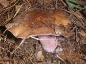 Čirůvka fialová - klikněte pro zobrazení detailu Čirůvka fialová