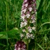 I v Česku lze vidět krásné orchideje: Mnozí lidé si určitě vybaví prodírání...