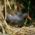 Slípka zelenonohá - Gallinula chloropus: Je to nedávno, co jsem se šel za jednoho...