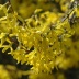 Zlatice prostřední- Forsythia intermedia nebo také Zlatý déšť: Zlatice prostřední lidově nazývaná zlatý...