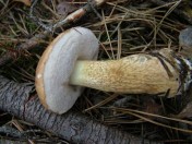 Hřib žlučník - klikněte pro zobrazení detailu Hřib žlučník