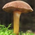 Hřib peprný – Chalciporus piperatus: Hřib peprný, jinak nazýván též měďohřib...