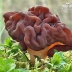 Ucháč obecný- Gyromitra esculenta: Vypravme se dnes společně jako správní...