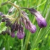 Kostival lékařský (Symphytum officinale) jako bylinka: Už dávno lidé znali účinky této rostliny, ale...