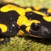 Mlok skvrnitý - Salamandra Salamandra: Nápadně žlutočerně zbarvený obojživelník...