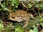 Ropucha obecná