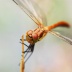 Vážka rudá (Sympetrum sanguineum): Hojný a krásný druh vážky