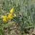 Narcis žlutý- Narcissus pseudonarcissus: Znáte tu pověst, kdy se mladík řeckého původu...