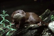 Vydra říční - klikněte pro zobrazení detailu Vydra říční