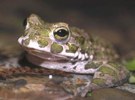 Ropucha zelená Tisíce pulců vzácné ropuchy zelené zachráněny!