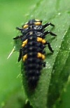Larva slunéčka