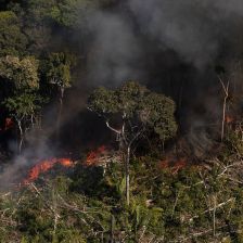 Konec hledání značek o férovosti výrobku - EU parlament přijal zákon pro boj proti odlesňování 