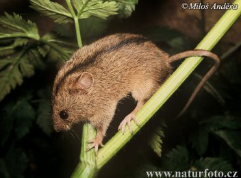 Myšivka horská - klikněte pro zobrazení detailu
