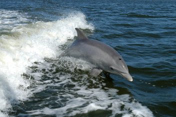 Delfín skákavý - klikněte pro zobrazení detailu