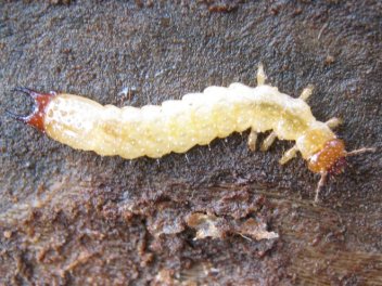 larva Dendroides canadensis - klikněte pro zobrazení detailu