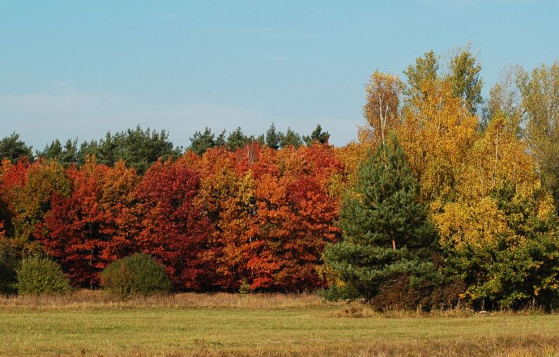 Podzimní stromy - klikněte pro zobrazení detailu