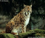 Rys ostrovid - Lynx lynx: Rys ostrovid je jedinou volně žijící kočkovitou…