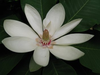 Magnólie průhonická - květ - klikněte pro zobrazení detailu
