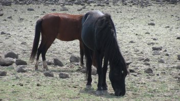 Zdivočelí koně na Sardinii - Z blízka - klikněte pro zobrazení detailu