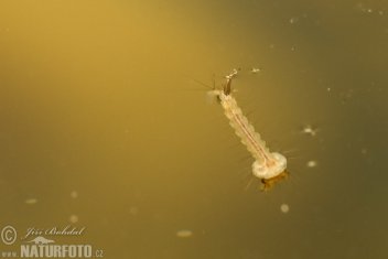 Komár pisklavý - larva - klikněte pro zobrazení detailu