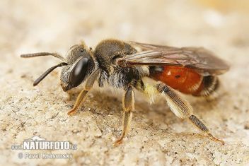 Pískorypka - klikněte pro zobrazení detailu Pískorypka - klikněte pro zobrazení detailu