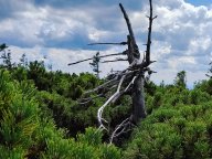 Smutná minulost a snad šťastná budoucnost stromů v Krkonoších: Víte, že dnes slavíme mezinárodní Den stromů?…