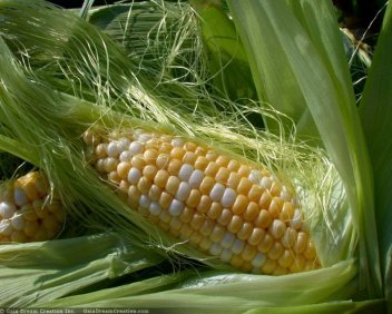 Kukuřice - klikněte pro zobrazení detailu