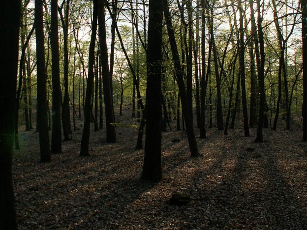 stáhnout tapetu: Západ slunce v lese