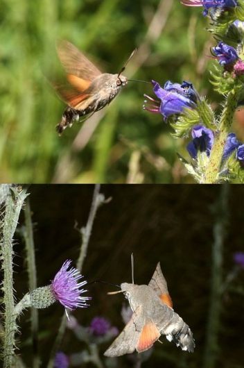 Dlouhozobka svízelová. - klikněte pro zobrazení detailu Dlouhozobka svízelová. - klikněte pro zobrazení detailu