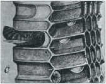 Včela ukládající med do buňky. - klikněte pro zobrazení detailu