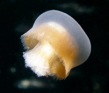 Medúza Bazinga rieki - klikněte pro zobrazení detailu