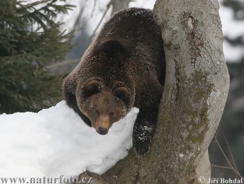Medvěd hnědý - klikněte pro zobrazení detailu