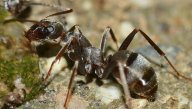 Mravenci se při chůzi pozpátku orientují podle slunce a svých vzpomínek: Jak nejspíš víte, mravenci skvěle zvládají…