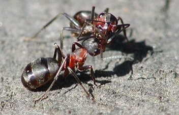 Mravenci - klikněte pro zobrazení detailu
