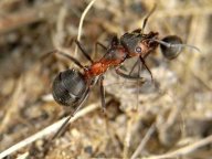 Mravenec travní - Formica pratensis Retz.: Na stráni blízko polní cesty se lopotí stovky…