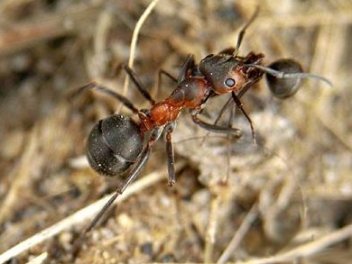 Mravenec trávní - klikněte pro zobrazení detailu
