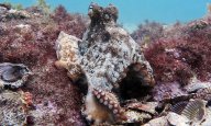Biologové objevili podvodní město chobotnic. Pojmenovali ho Octlantis: Chobotnice Octopus tetricus možná nejsou tak…