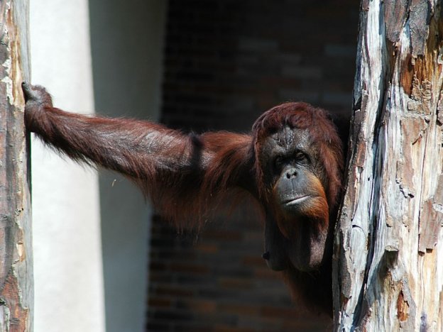 stáhnout tapetu: Orangutan
