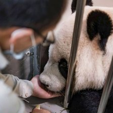 Pandí zázrak: usmíří umírající panda Tchaj-wan a Čínu?