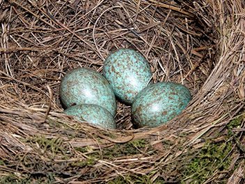 Hnízdo s vejci Kosa černého - klikněte pro zobrazení detailu