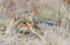 Kočka divoká -  její návrat a ohrožení její zdomácnělou příbuznou