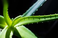 Aloe vera – hojivá pokojovka: Aloe vera je jednou z nejčastěji pěstovaných…