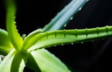 Aloe vera – hojivá pokojovka