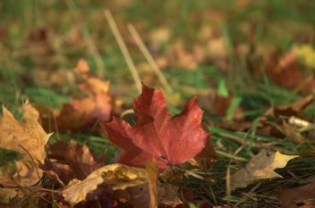 Podzimní listí - klikněte pro zobrazení detailu
