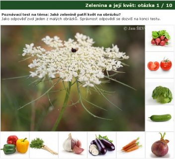 Poznávačka: Zelenina a její květ - klikněte pro zobrazení detailu