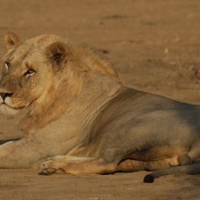 Pořad Území velkých koček je parádní podívaná na lvy z nového pohledu (PR)