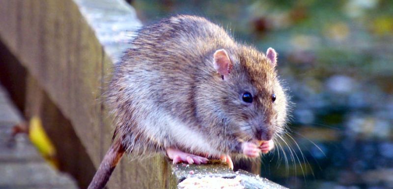 Potkan obecný - Rattus norvegicus - klikněte pro zobrazení detailu
