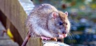 Potkanům se zvětšují. A co politikům?: Nebojte se, článek se nebude zabývat intimním…