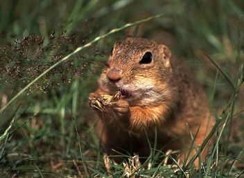 Sysel obecný - klikněte pro zobrazení detailu Sysel obecný - klikněte pro zobrazení detailu
