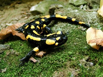 Mlok skvrnitý - klikněte pro zobrazení detailu Mlok skvrnitý - klikněte pro zobrazení detailu